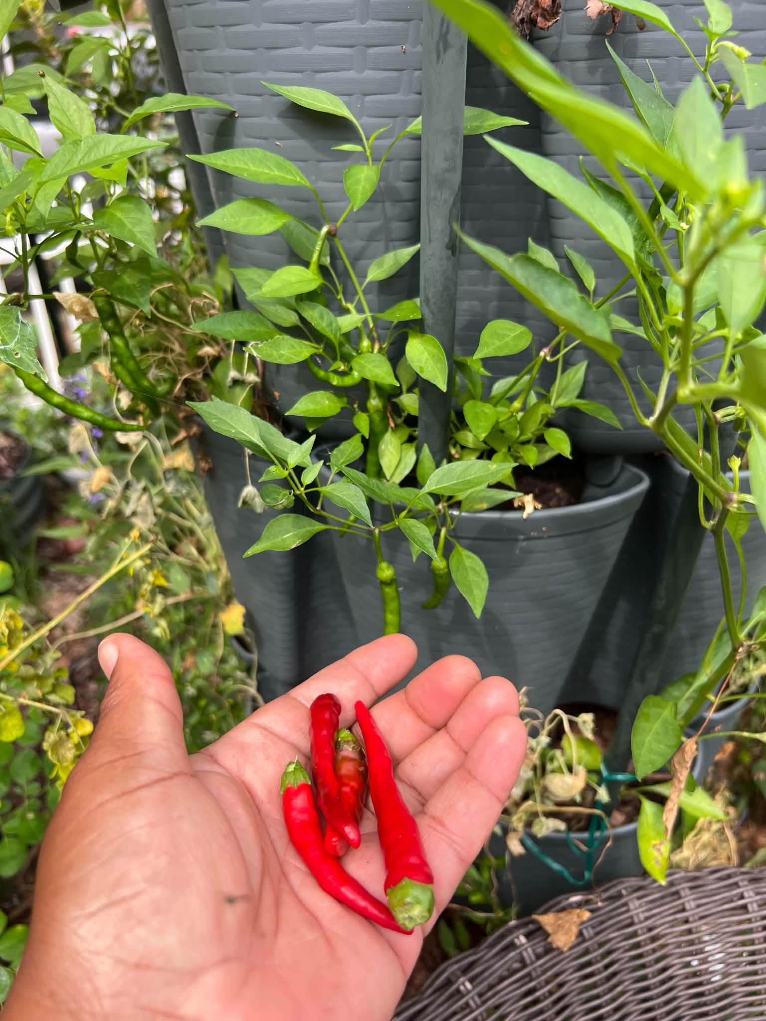 Diane's Place in the Garden