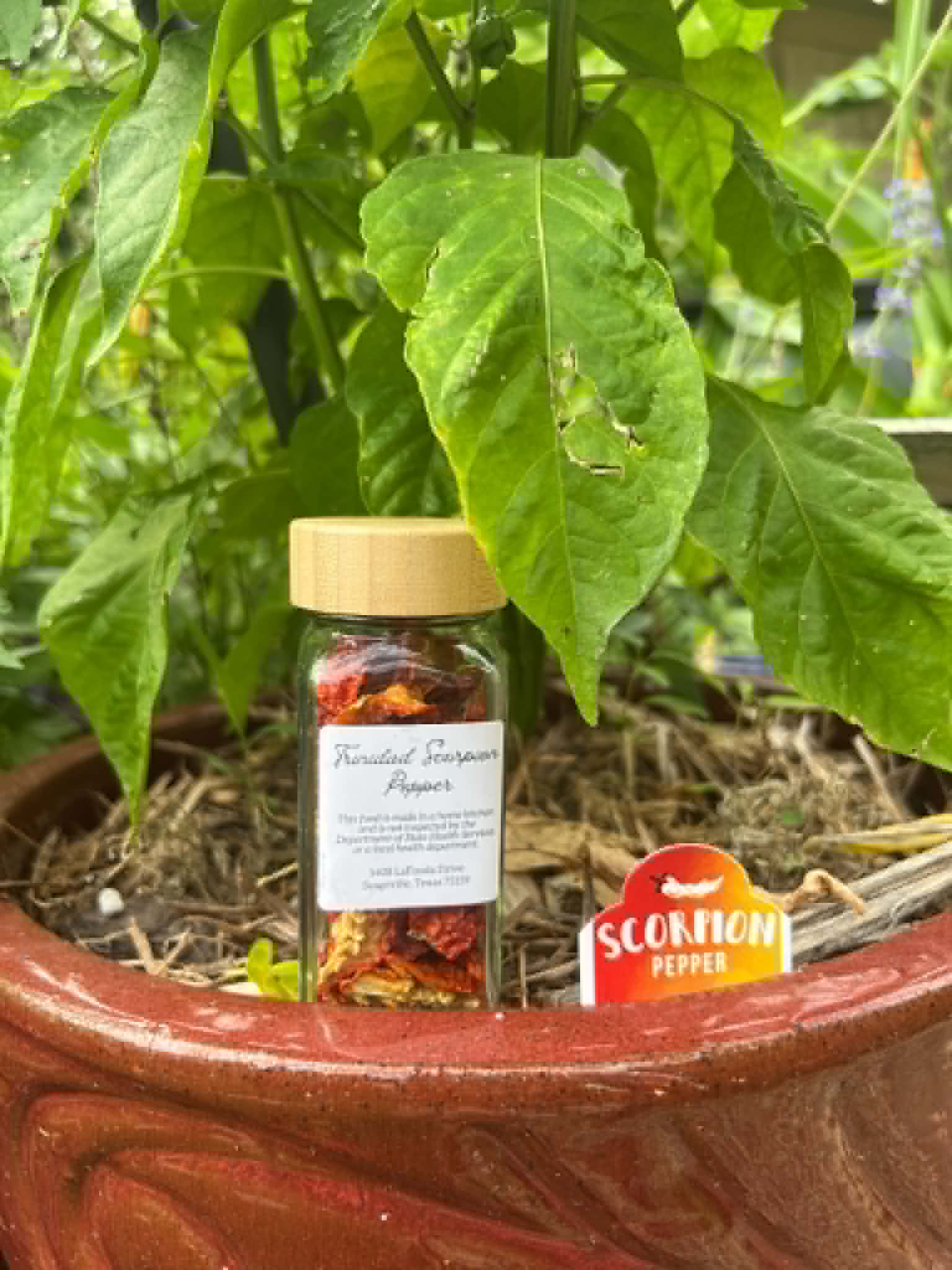 Scorpion Peppers